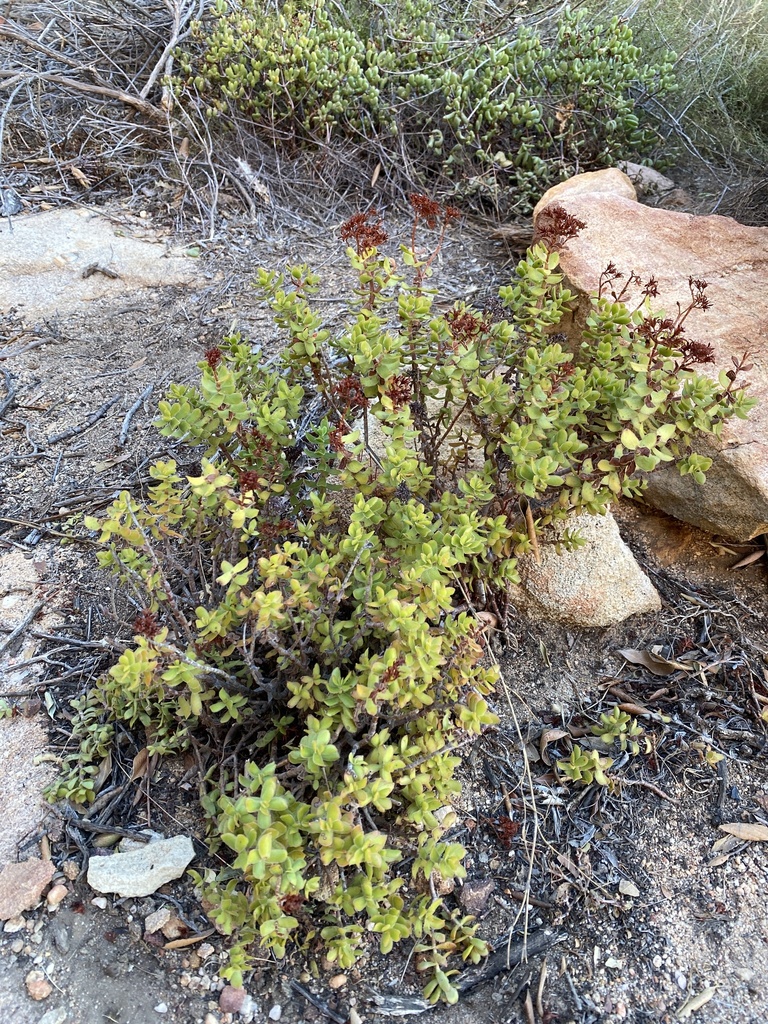 Crassula undulata, West Coast, ZA-WC, ZA