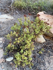 Rochea albiflora (Rochea albiflora)