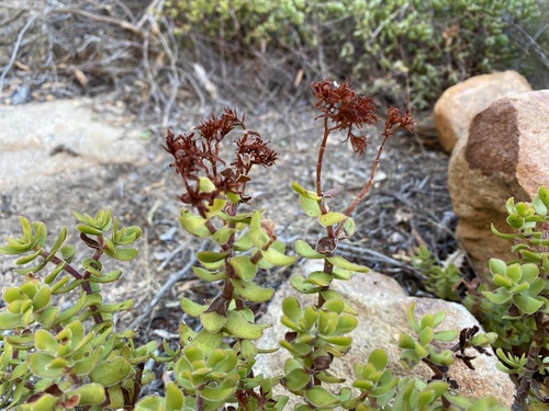 Crassula undulata