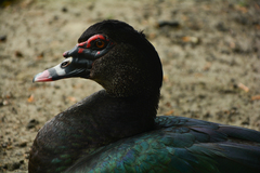 Cairina moschata domestica