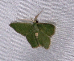 Chloropteryx nordicaria