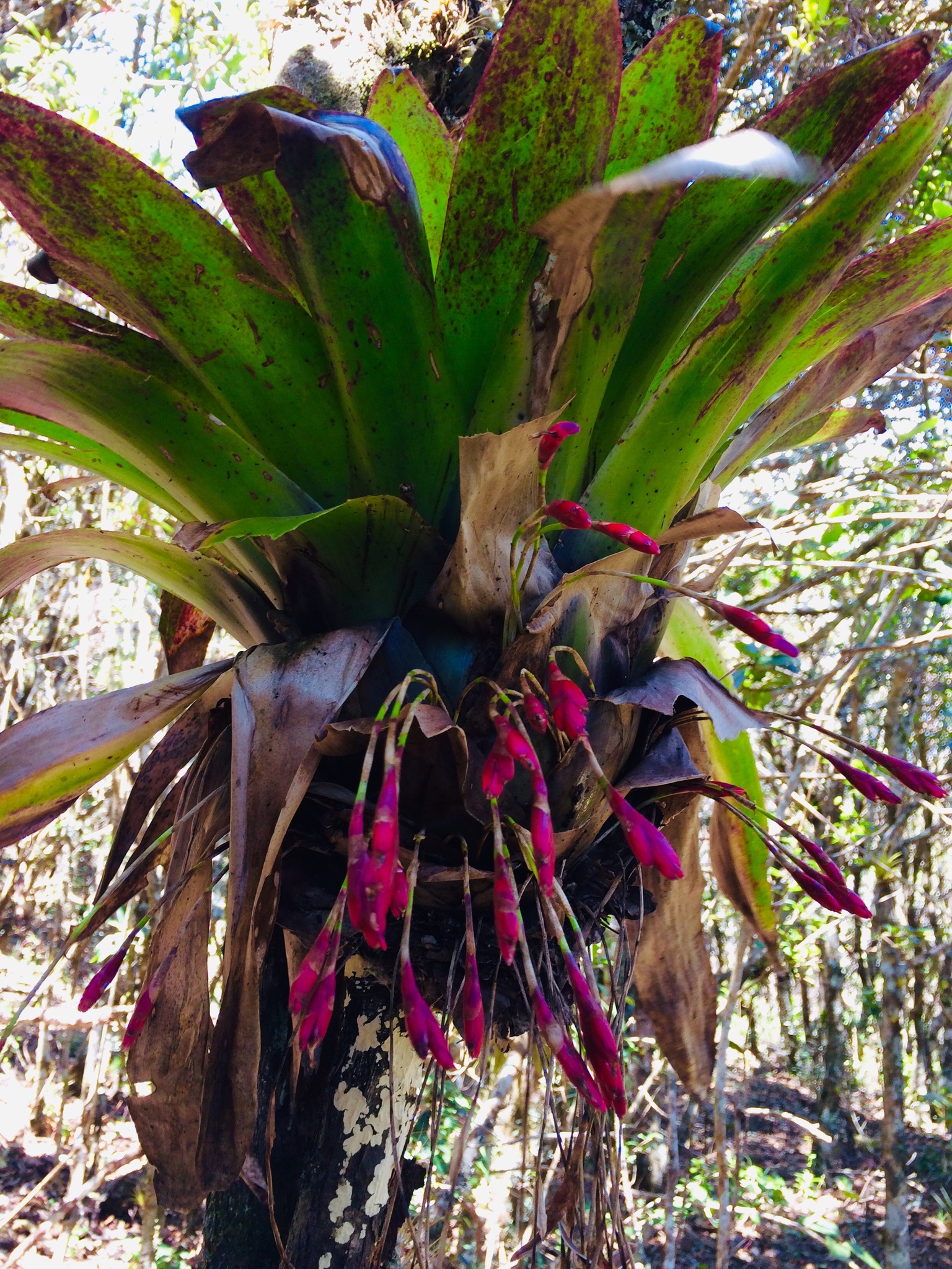 Tillandsia complanata image