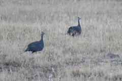 Numida meleagris mitratus