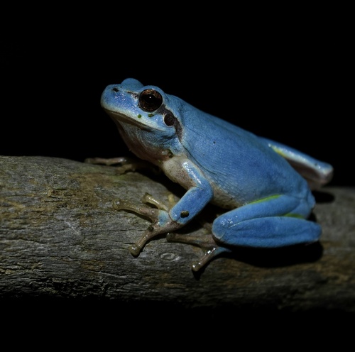 Mediterranean Tree Frog, Hyla meridionalis