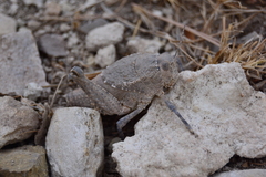 Phrynotettix robustus