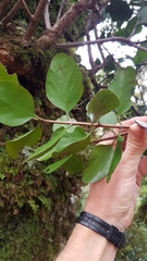 Peraxilla colensoi