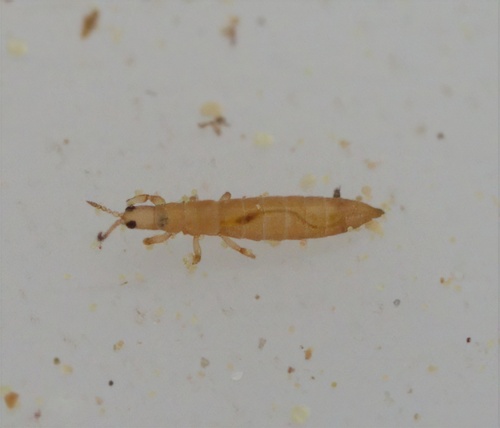 Aptinothrips rufus