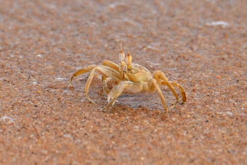 Tufted Ghost Crab
