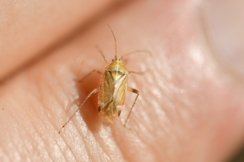 Harpocera atlantica