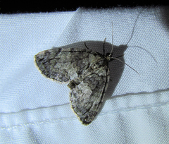 Hydriomena renunciata