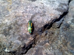 Buprestis rufipes