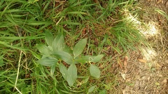 Galium valantioides