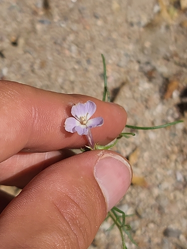 Image of Ipomopsis longiflora by no rights reserved