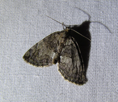 Hydriomena renunciata