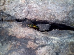 Buprestis rufipes