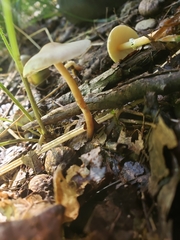 Lepiota neophana