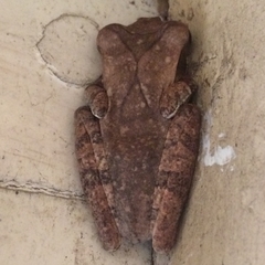 Polypedates cruciger