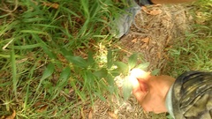 Galium valantioides