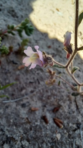 Chaenorhinum serpyllifolium (Chaenorhinum serpyllifolium)