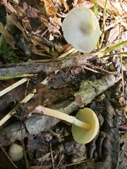 Lepiota neophana