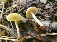 Lepiota neophana