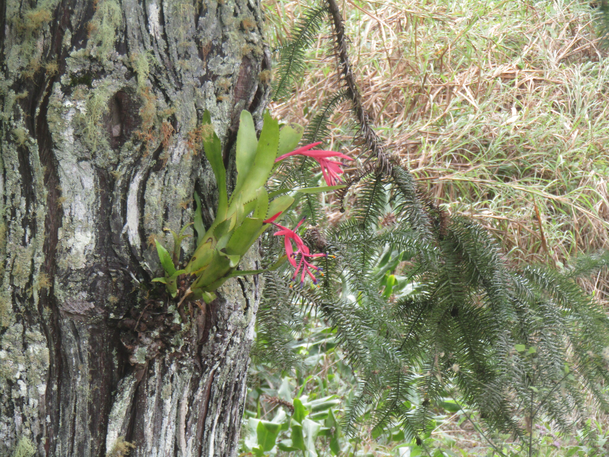 Imagem de Billbergia