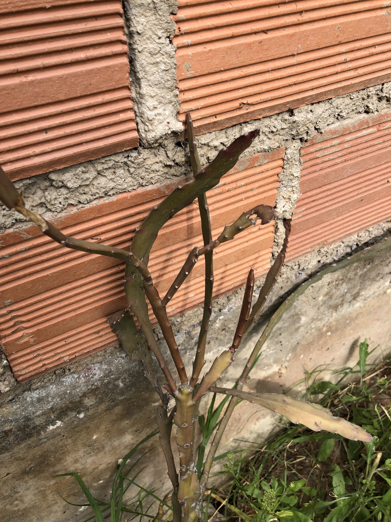Imagem de Cacto-orquídea
