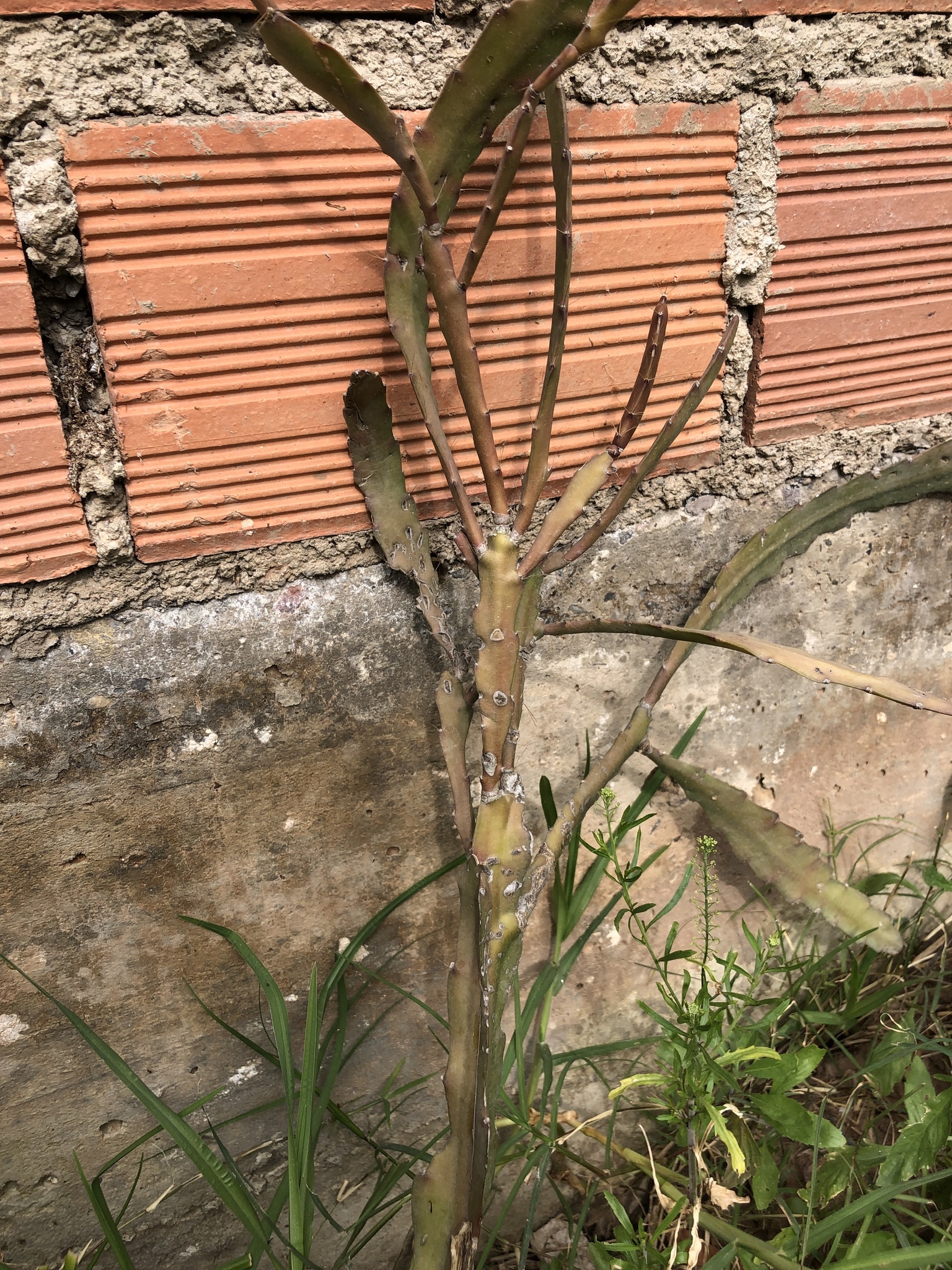 Imagem de Cacto-orquídea