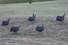 Numida meleagris mitratus