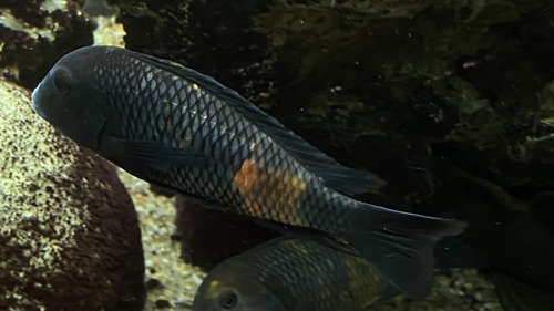 Annectens tropheus (Tropheus annectens) — Cichlidae — 3