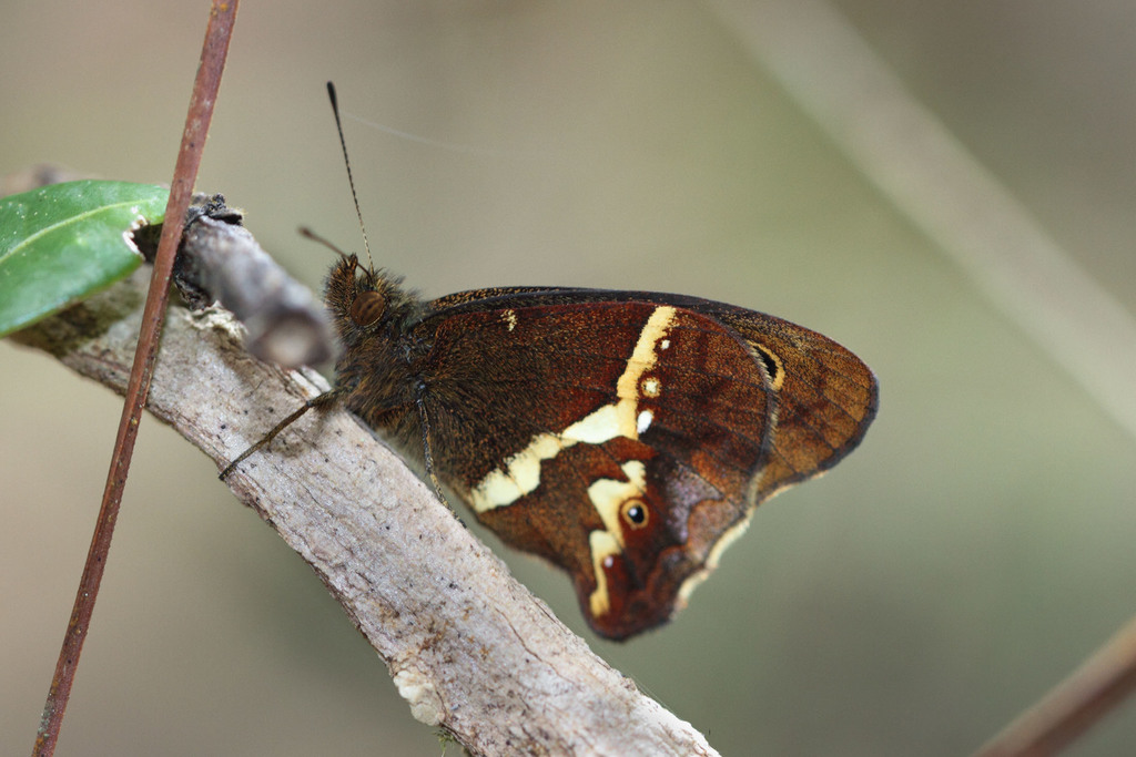 Calisto chrysaoros