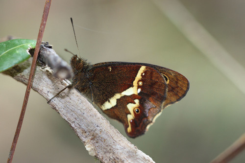 Calisto de Y blanca