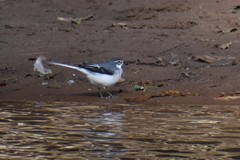 Motacilla clara