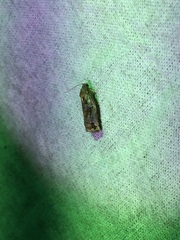 Archips oporana
