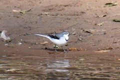 Motacilla clara