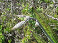 Gasteria acinacifolia
