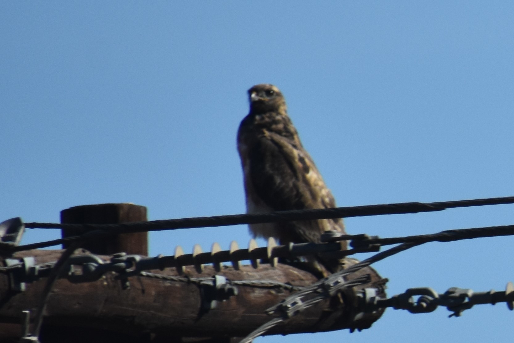 Forest Buzzard (Buteo trizonatus)