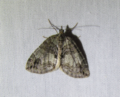 Hydriomena renunciata