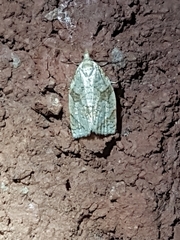 Adoxophyes negundana