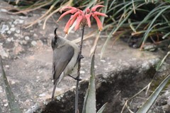 Cinnyris chalybeus subalaris