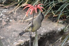 Cinnyris chalybeus subalaris