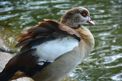 Alopochen aegyptiaca