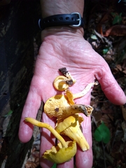 Cantharellus chicagoensis