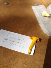 Cantharellus chicagoensis