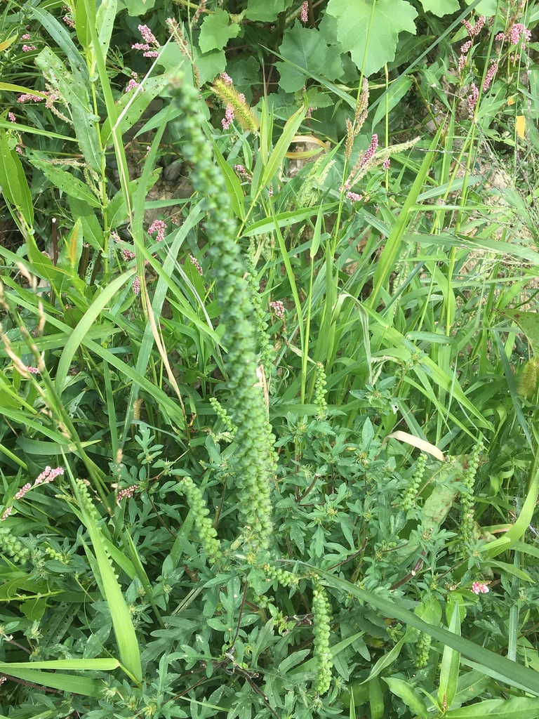 common ragweed from Grudevich Rd, Canonsburg, PA, US on August 26, 2019 ...
