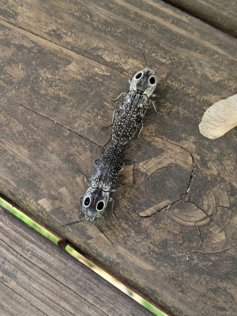 Eyed click beetle (Alaus oculatus)