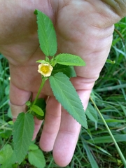 Rhynchosida physocalyx