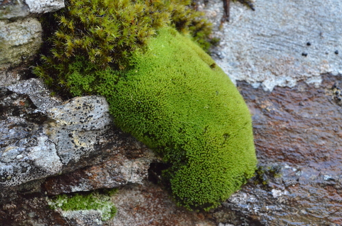 Grimmia torquata observed 2025-04-21
