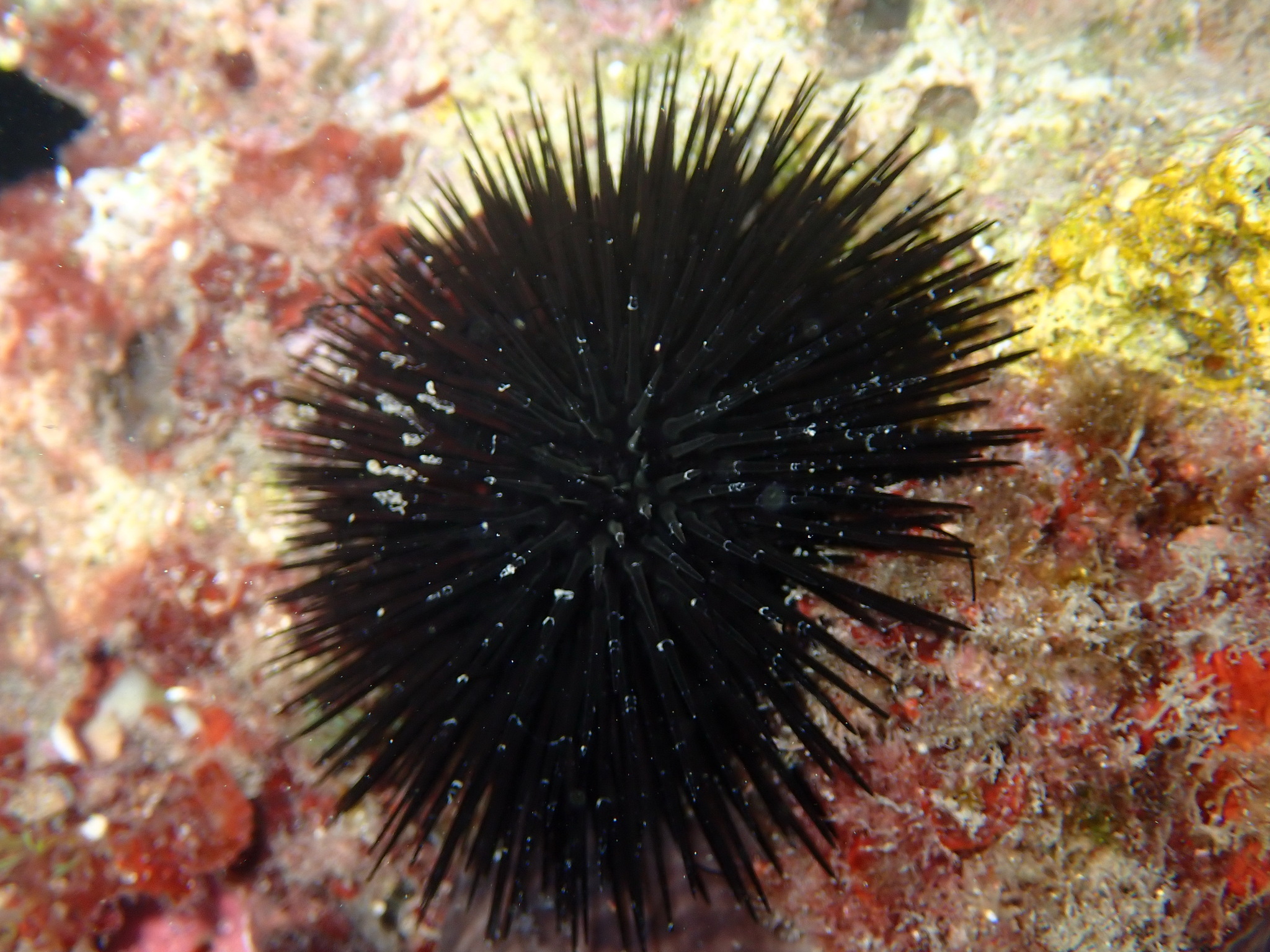Arbacia lixula