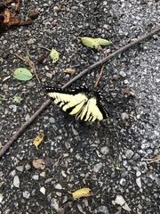 Papilio glaucus